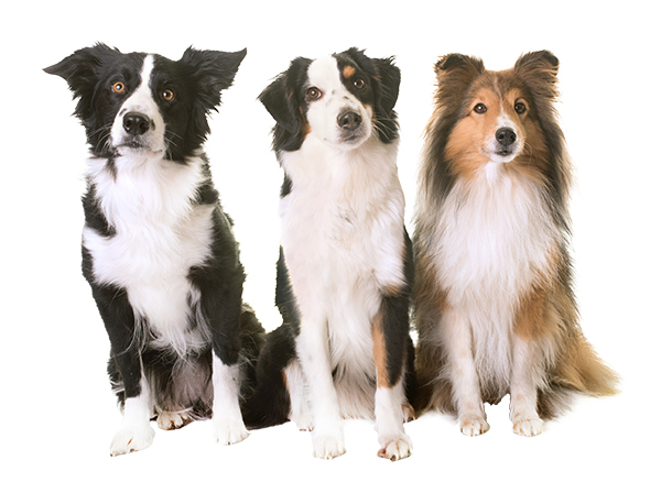 Average Sized Dogs