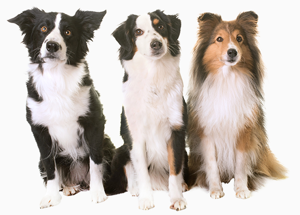 Average Sized Dogs
