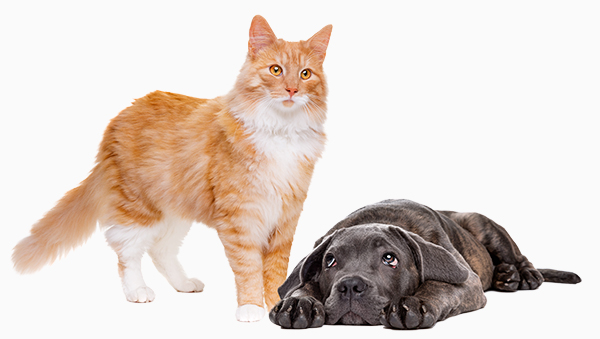 Cat and Dog