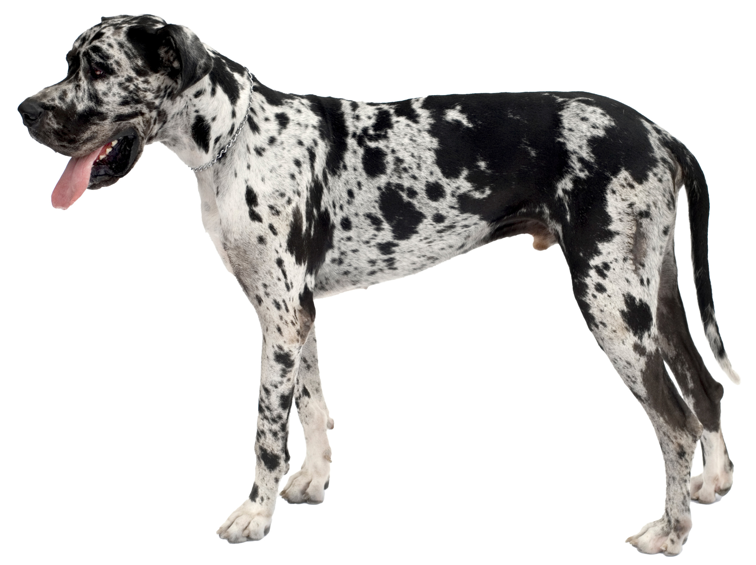 Large Dog