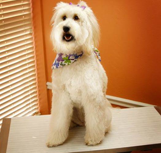 Dog on Exam Table Cover